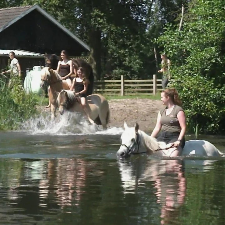 Schwimmen mit Pferden Schwimmen mit Pferden