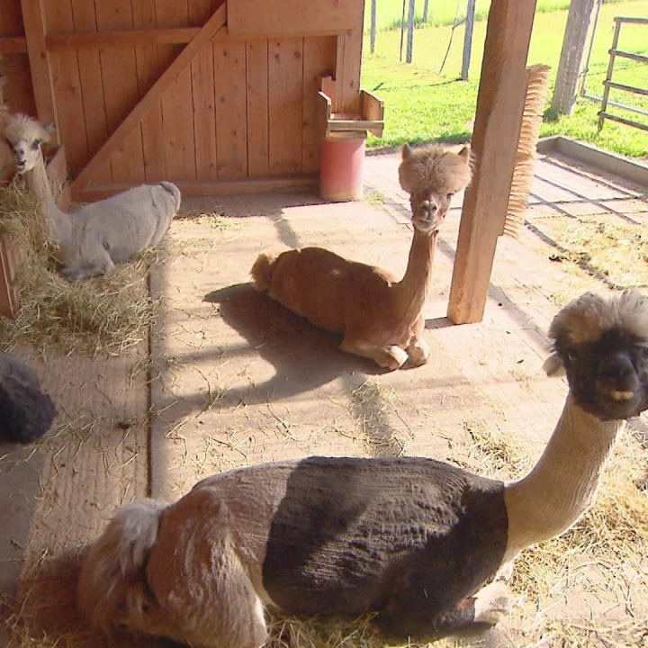 KoelnNews_326249408_7426