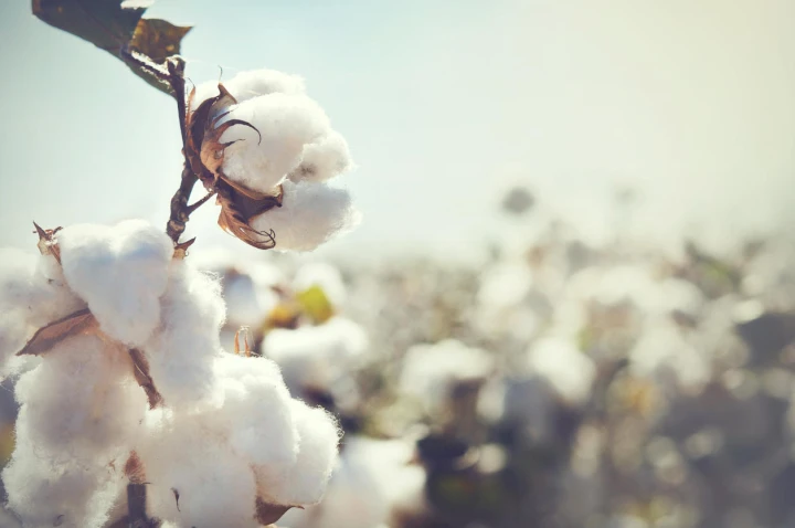 Landschaft mit Cotton Flower im Vordergrund