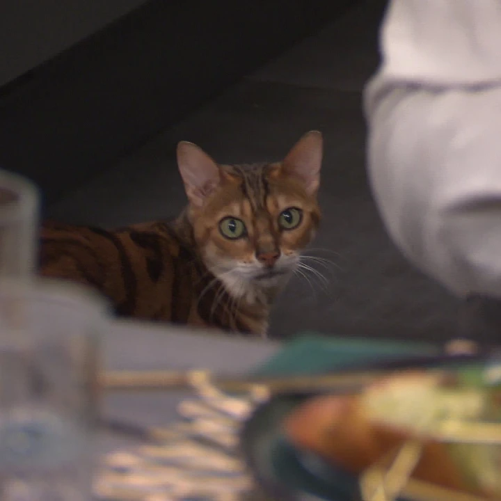 KoelnNews_337325146_62125