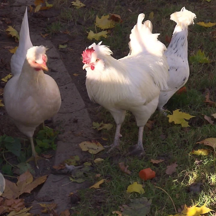 KoelnNews_335993298_42750