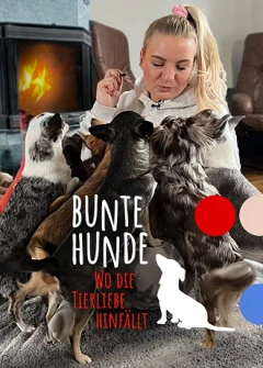 Bunte Hunde